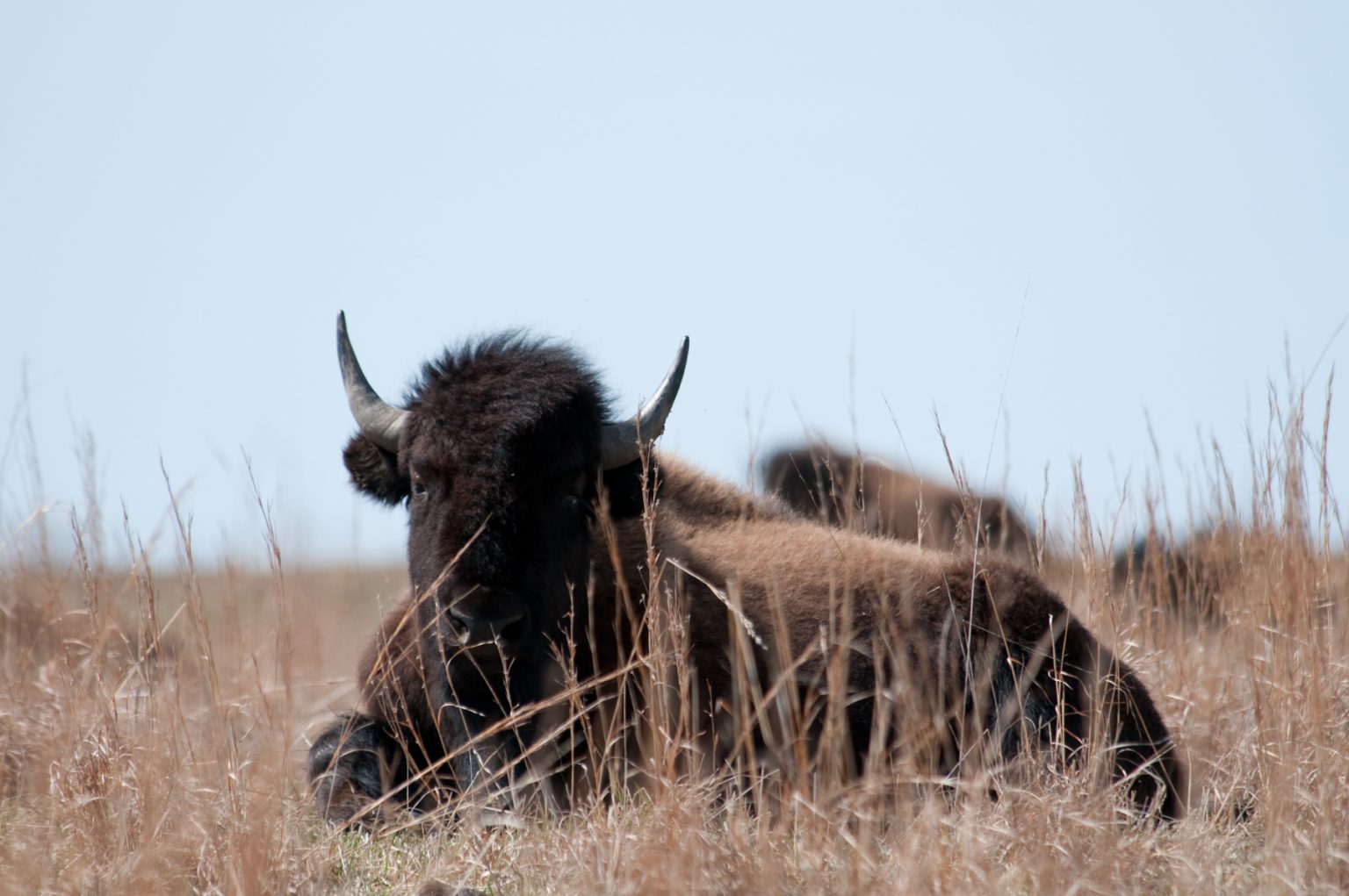 American Bison